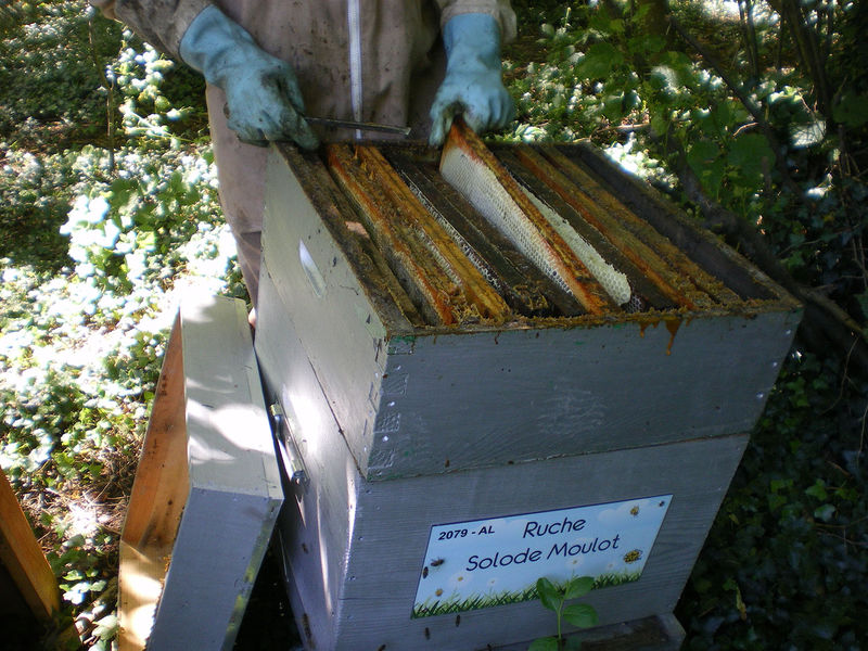 La ruche Solode Moulot